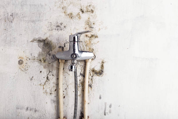 Best Mold Removal Company Near Me  in Brighton, CO