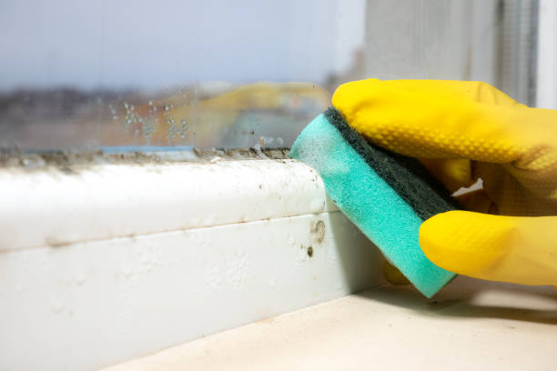 Attic Mold Removal in Brighton, CO