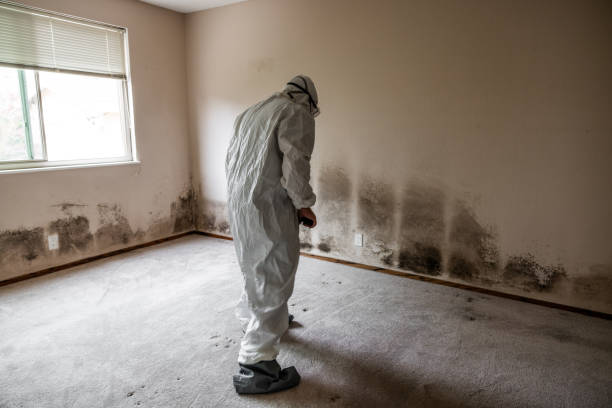 Best Local Mold Removal Service  in Brighton, CO