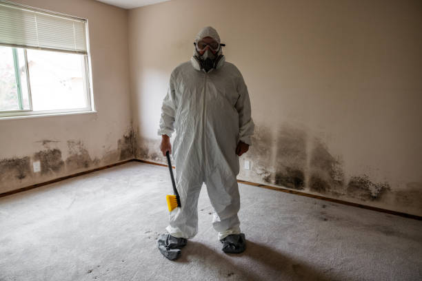 Best Black Mold Removal  in Brighton, CO