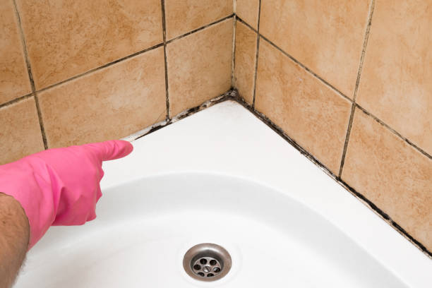 Best Fast Mold Removal  in Brighton, CO